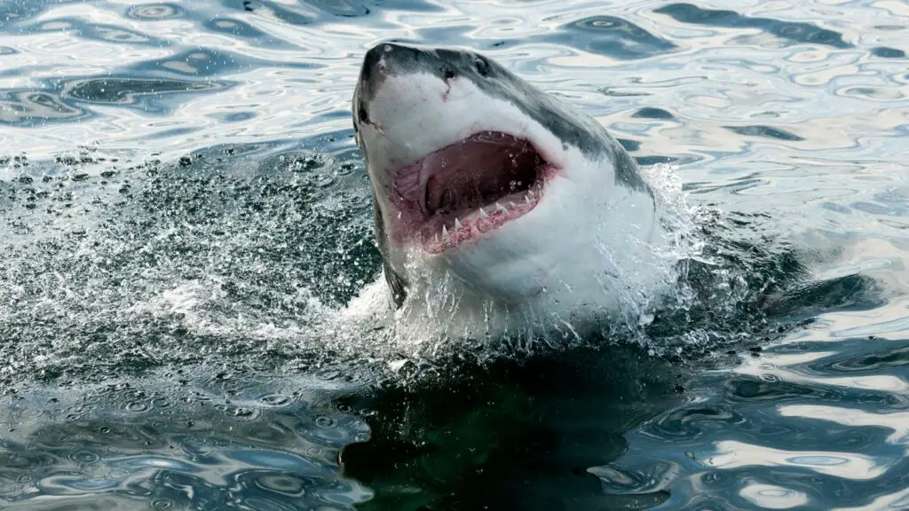 Sharp, Replaceable Teeth of Great white shark