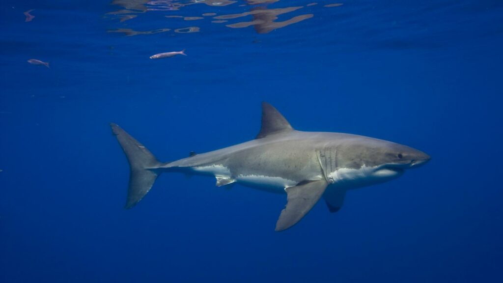 Structural Adaptations of the Great White Shark