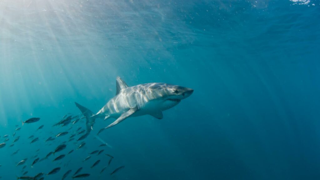 Surface-Feeding Behavior of great white shark