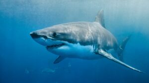 The Great White Shark Adaptations