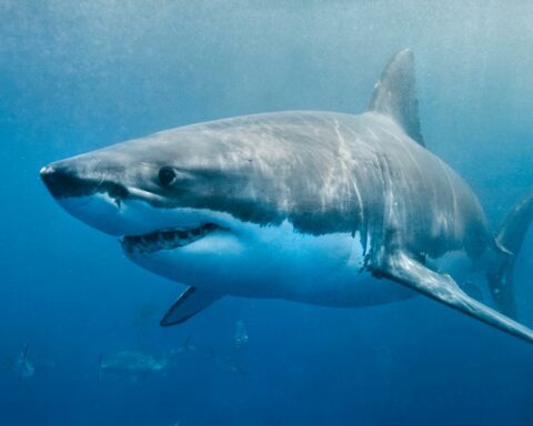 The Great White Shark Adaptations
