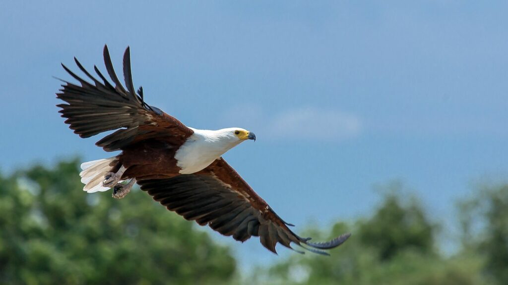 Why Do Eagles Fly So High?