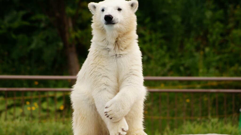 Why Are Polar Bears So Strong