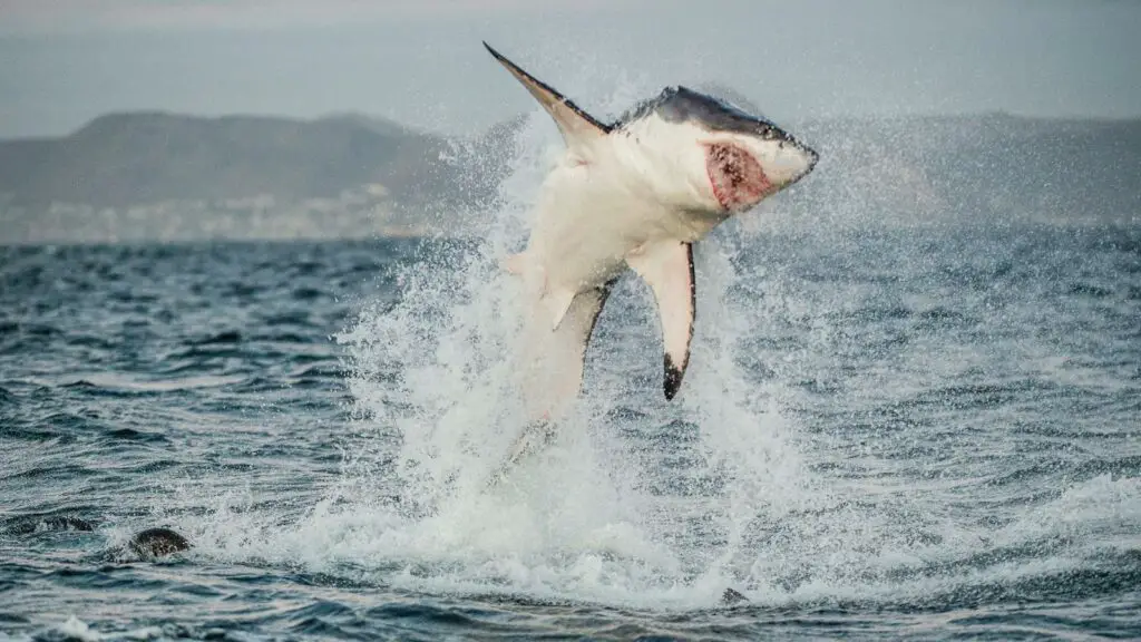 breaching behavior of great white shark