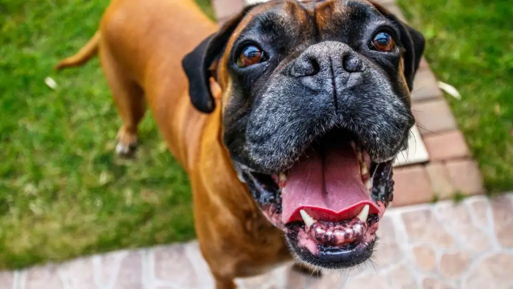 American Boxer Dog