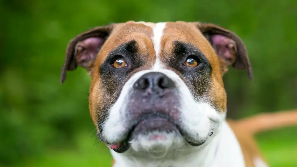 Boxer Bulldog Mix