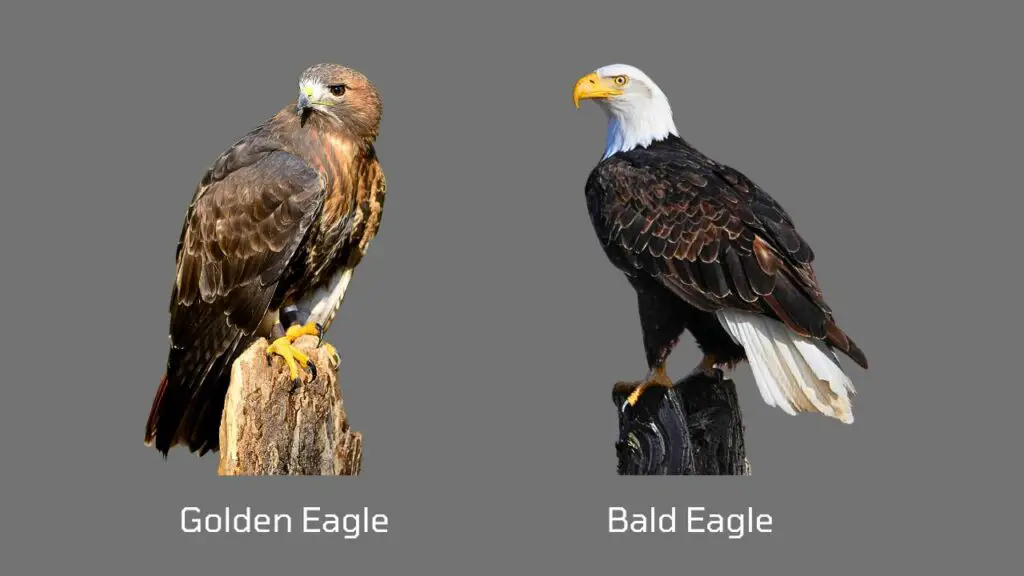 How Big Is the Golden Eagle - Size, Weight, and Wingspan Explored ...