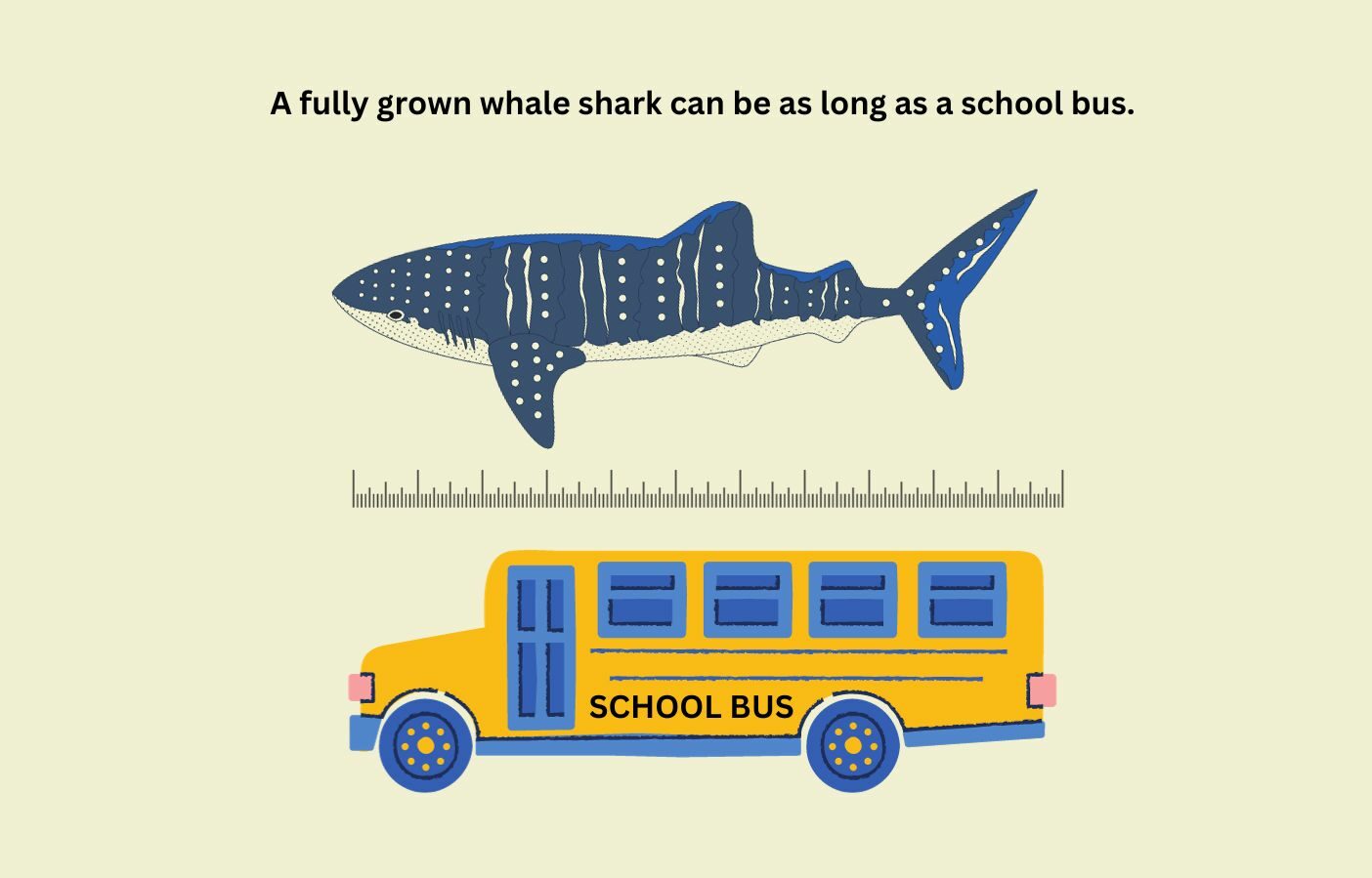 How Big Are Whale Sharks