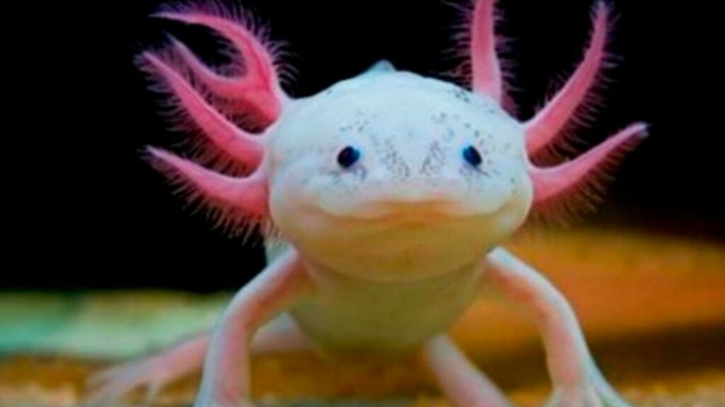 The Amazing Axolotl