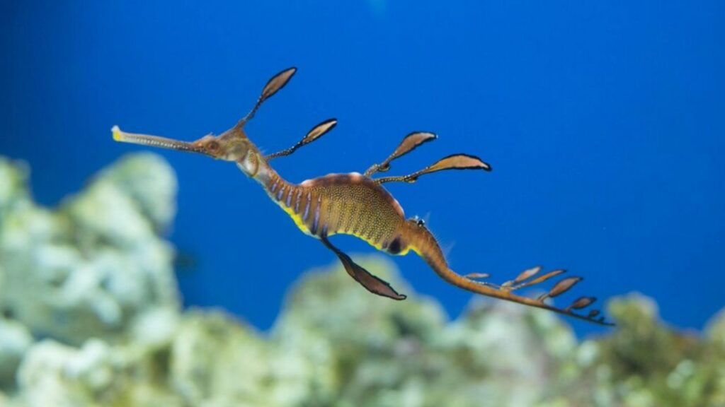 The Strange Leafy Sea Dragon