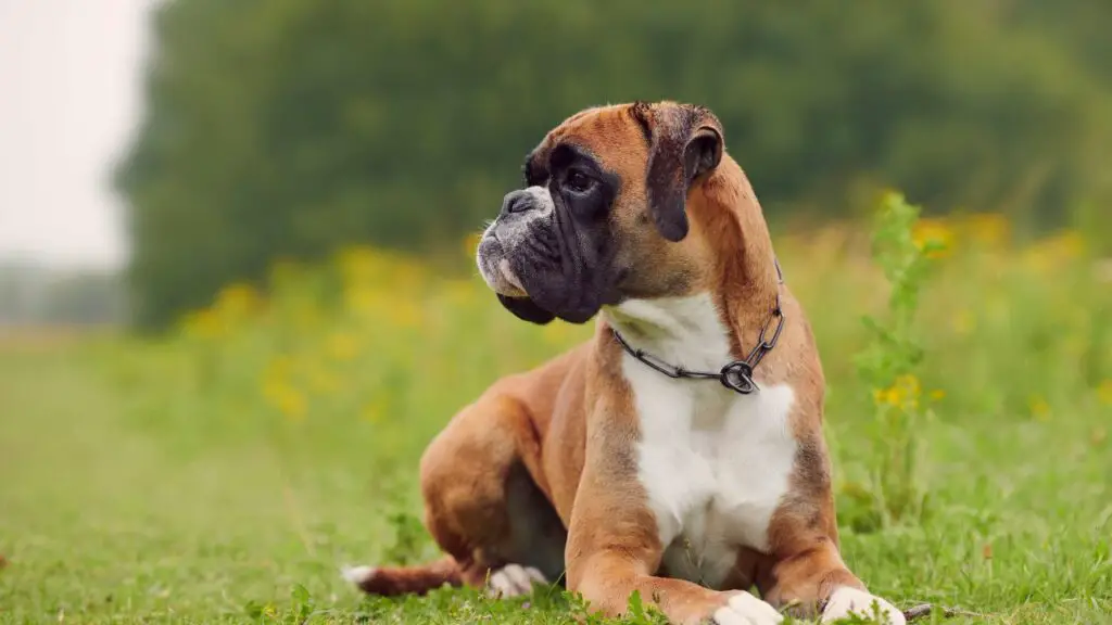 United Kingdom Boxer Dog