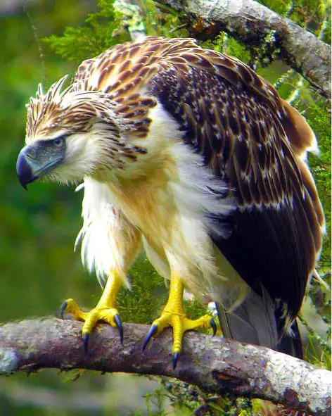 The Largest Eagle in the World