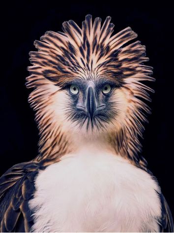 The Largest Eagle in the World