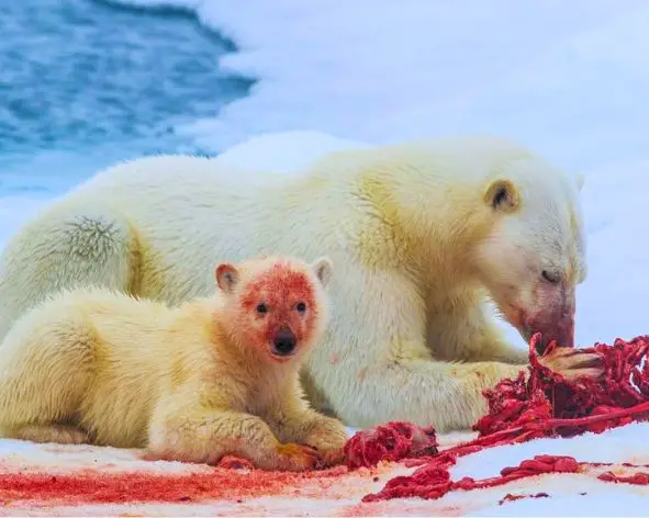are polar bears carnivore