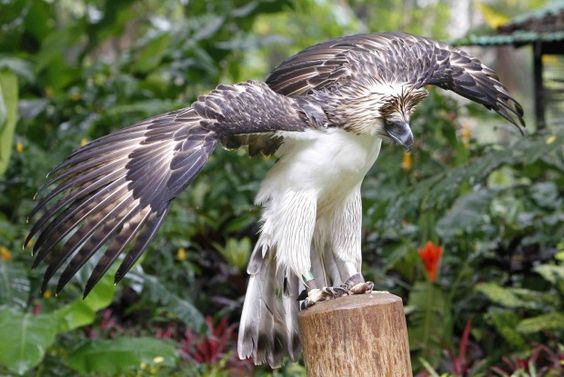 The Largest Eagle in the World: Unveiling the Majestic Philippine Eagle