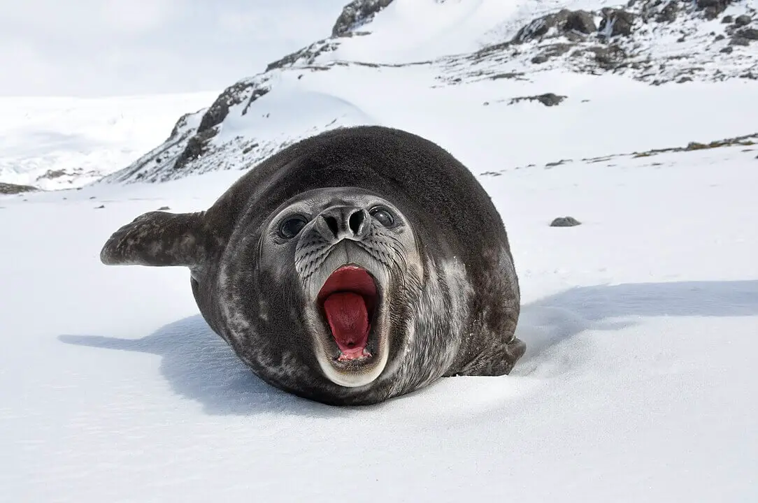 elephant seal in Antarctica