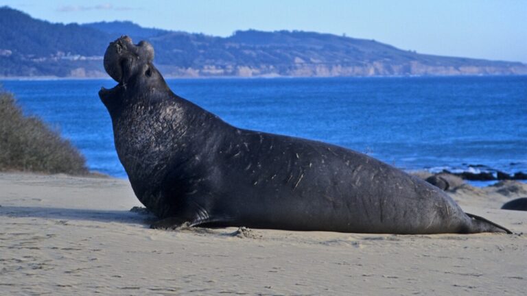 What Do Elephant Seals Eat - Elephant Seals Diet - Zooologist