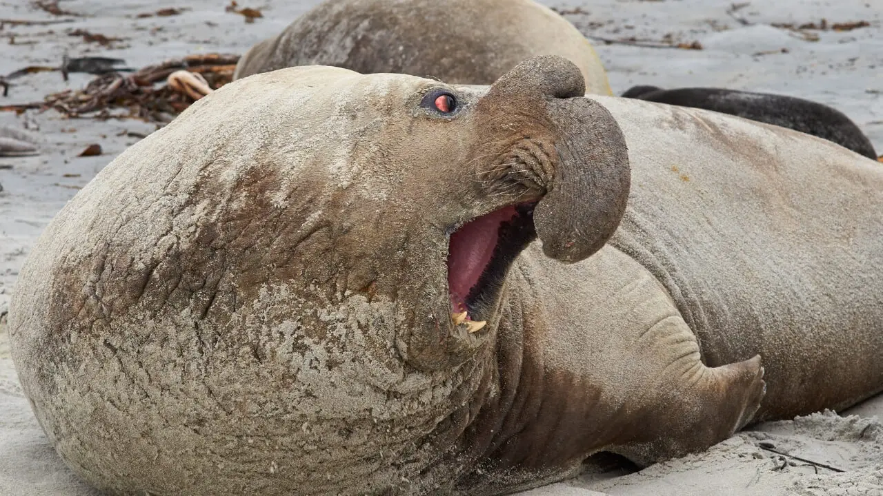 elephant seal on the coast of Antarctica 