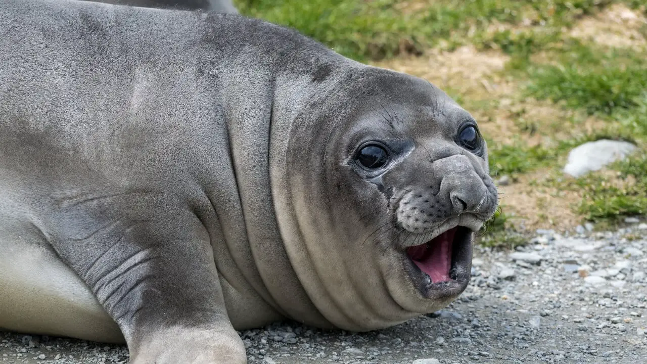 what do elephant seal pups eat