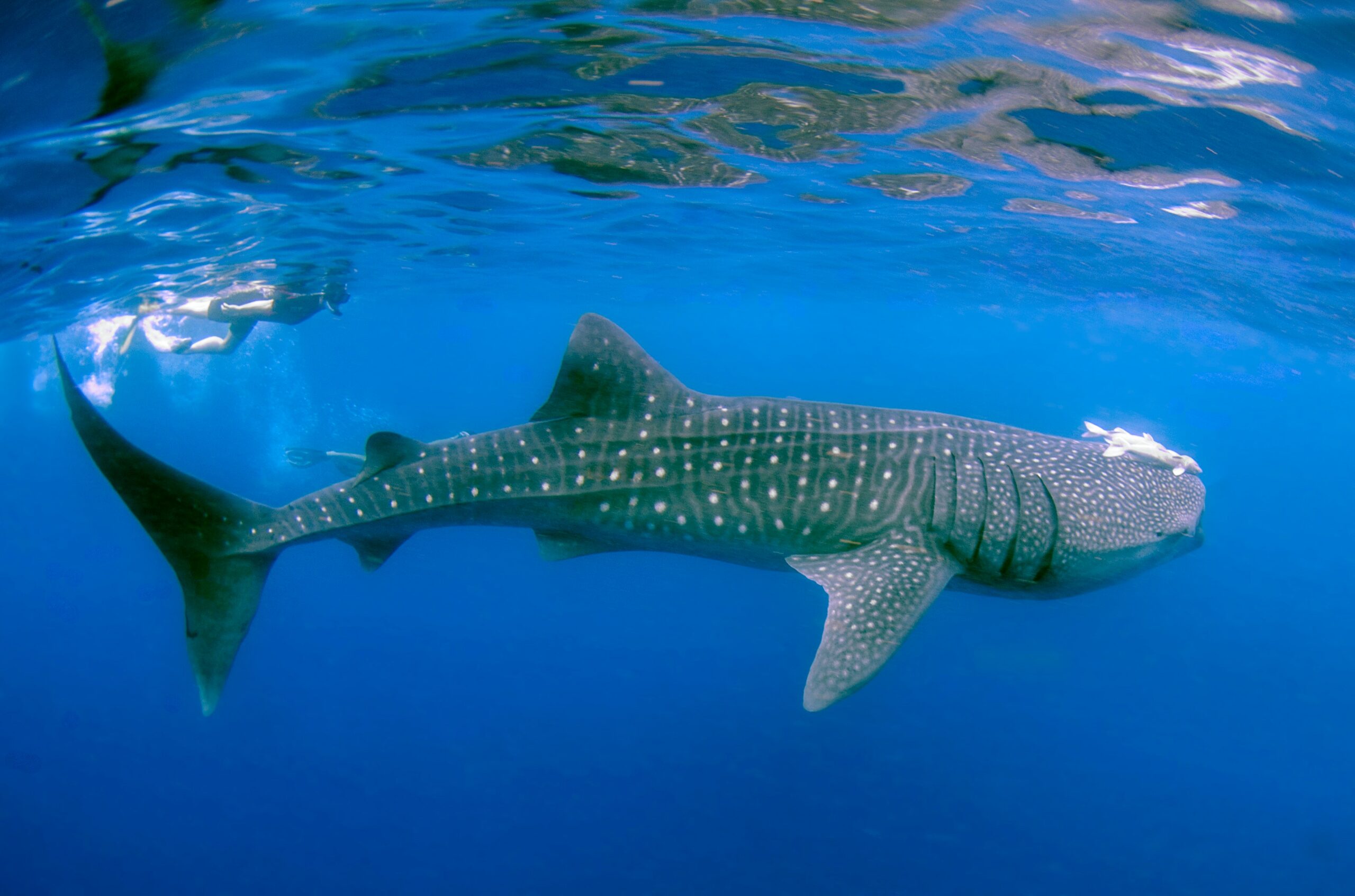 How Big Are Whale Sharks