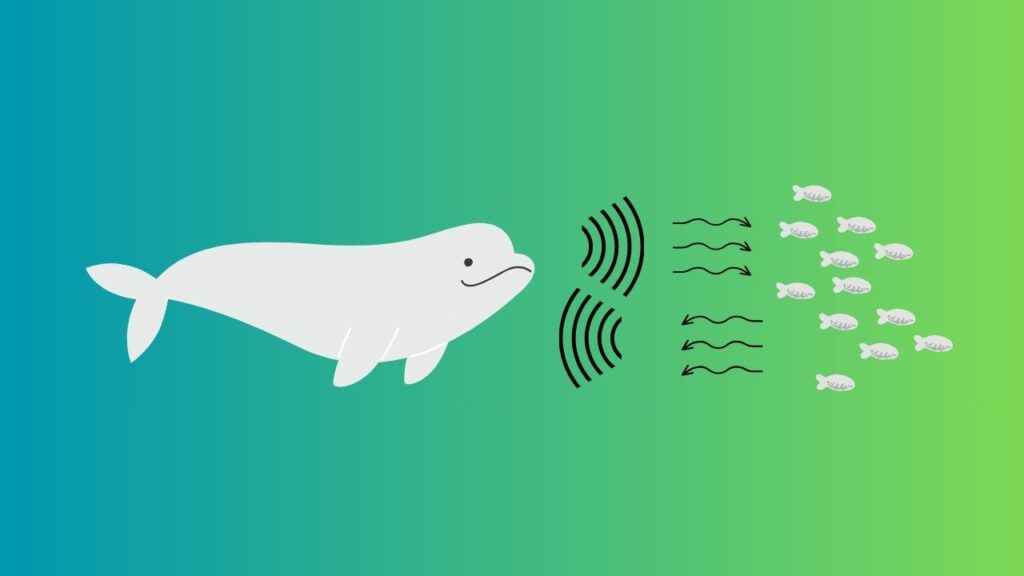 Do Beluga Whales Use Echolocation? Discover the Intriguing World of Sea