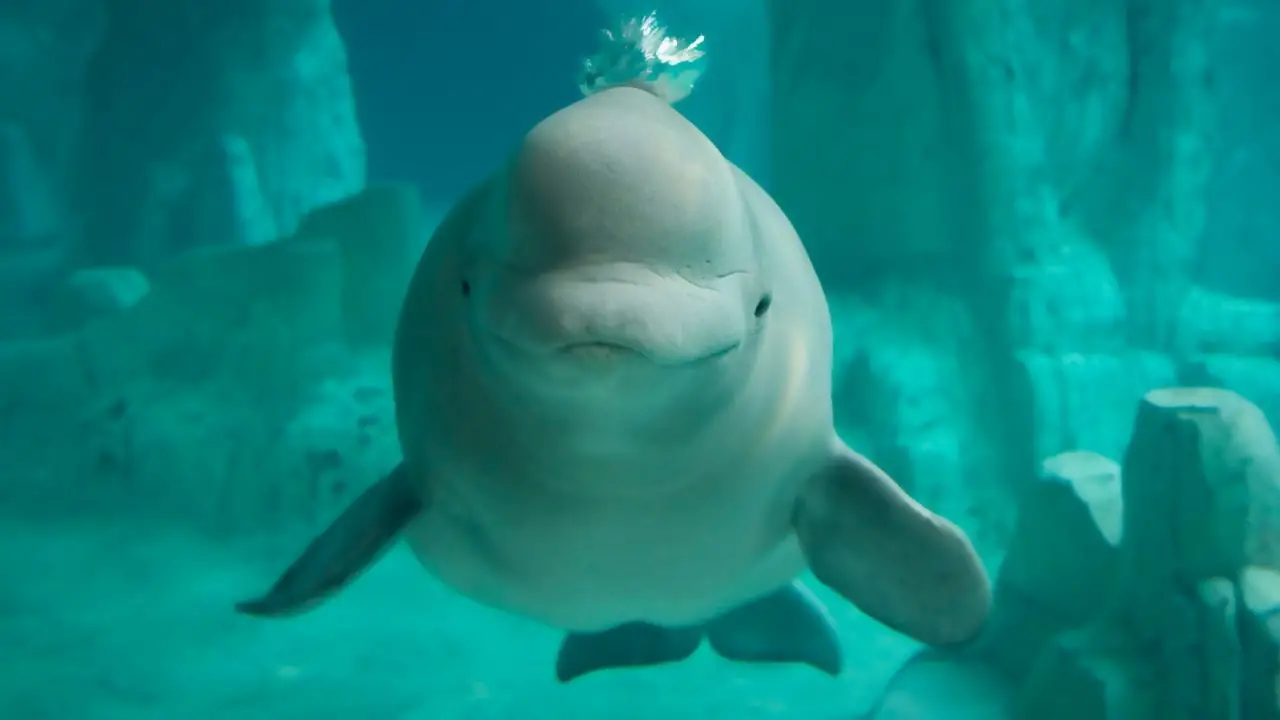 What Do Beluga Whales Look Like? Beluga Whale Appearance