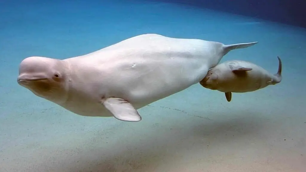 Do Beluga Whales Use Echolocation? Discover the Intriguing World of Sea