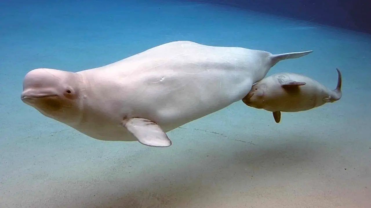 Do Beluga Whales Use Echolocation? Discover the Intriguing World of Sea ...