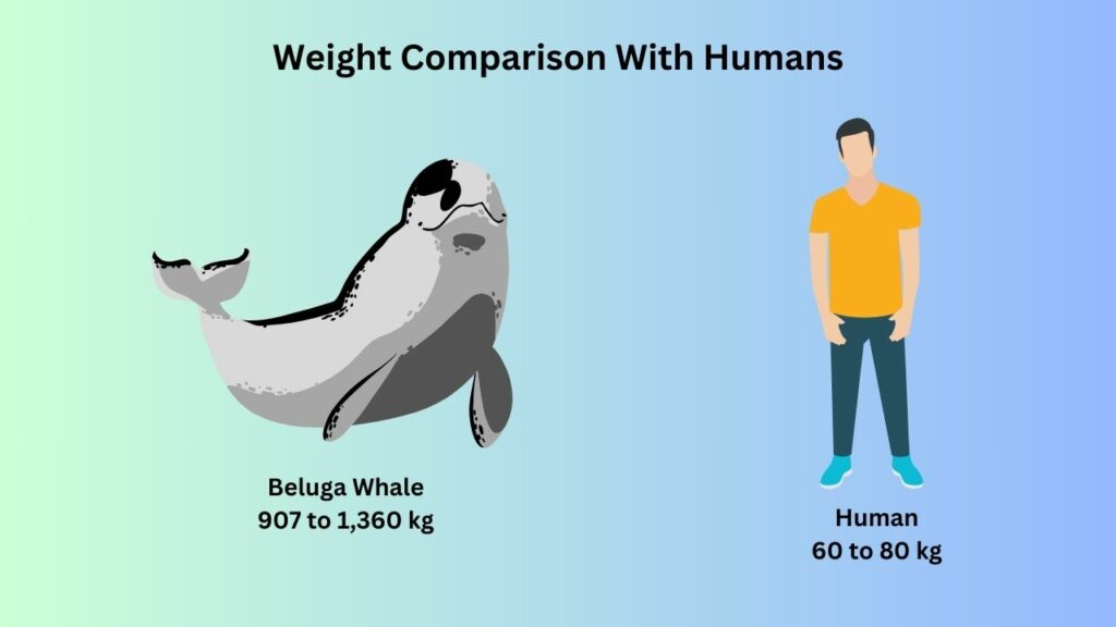 How Much Does A Beluga Whale Weigh? Beluga Whales Weight - Zooologist