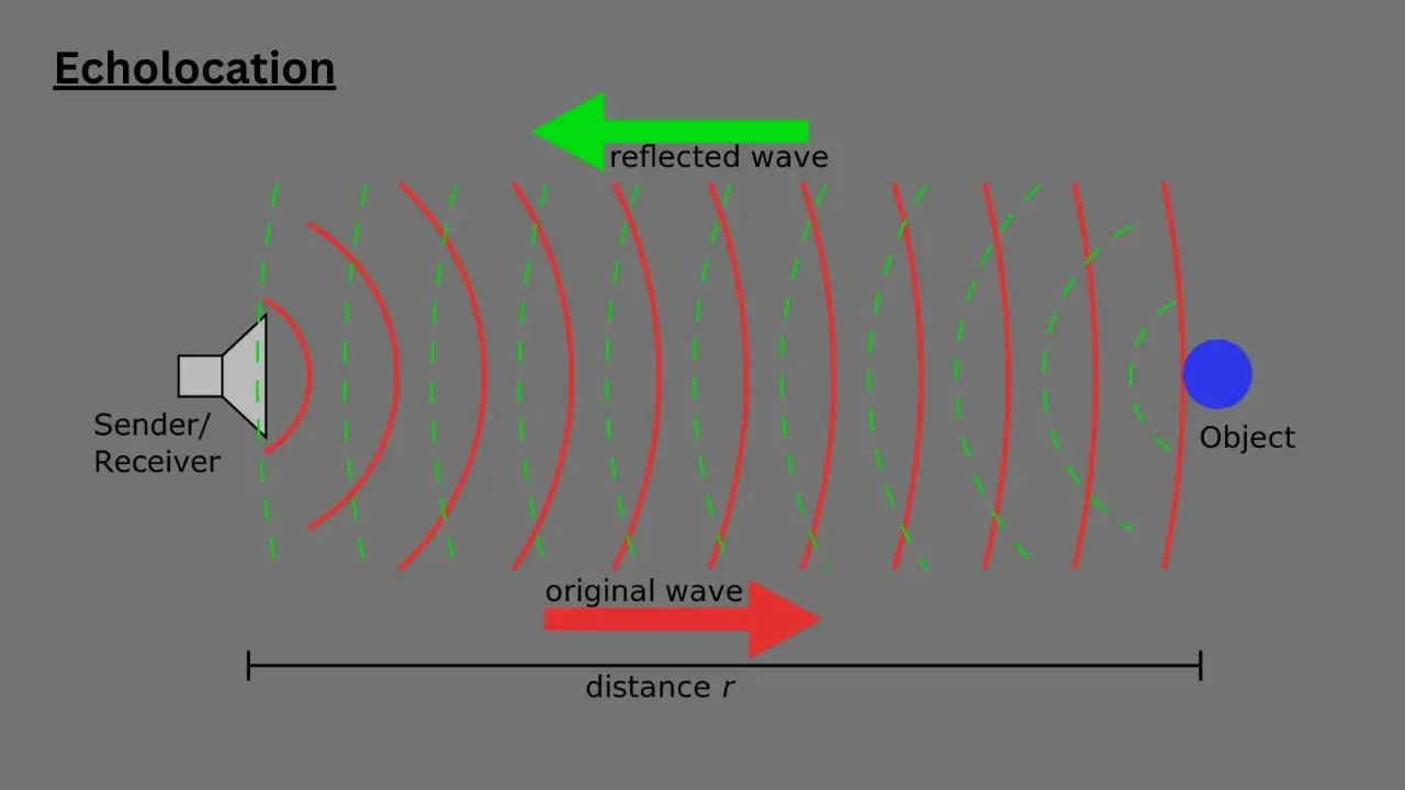 Do Beluga Whales Use Echolocation? Discover the Intriguing World of Sea