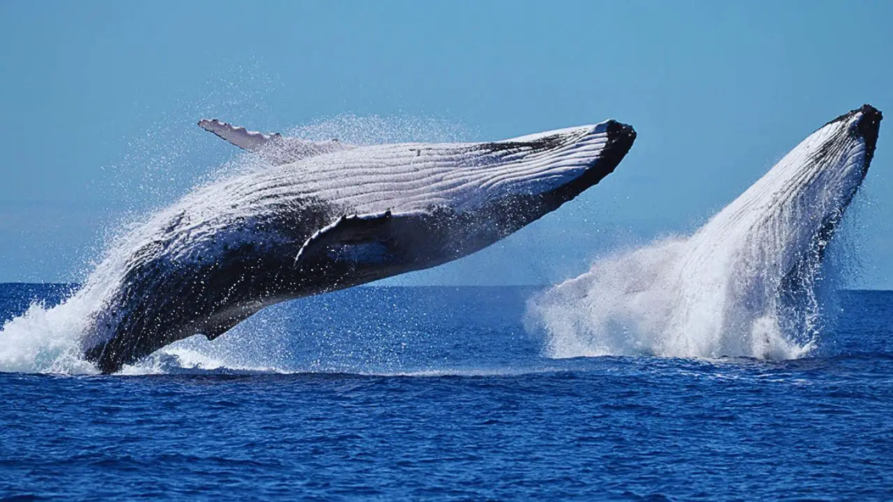 What Eats Humpback Whales? Key Predators Revealed - Zooologist
