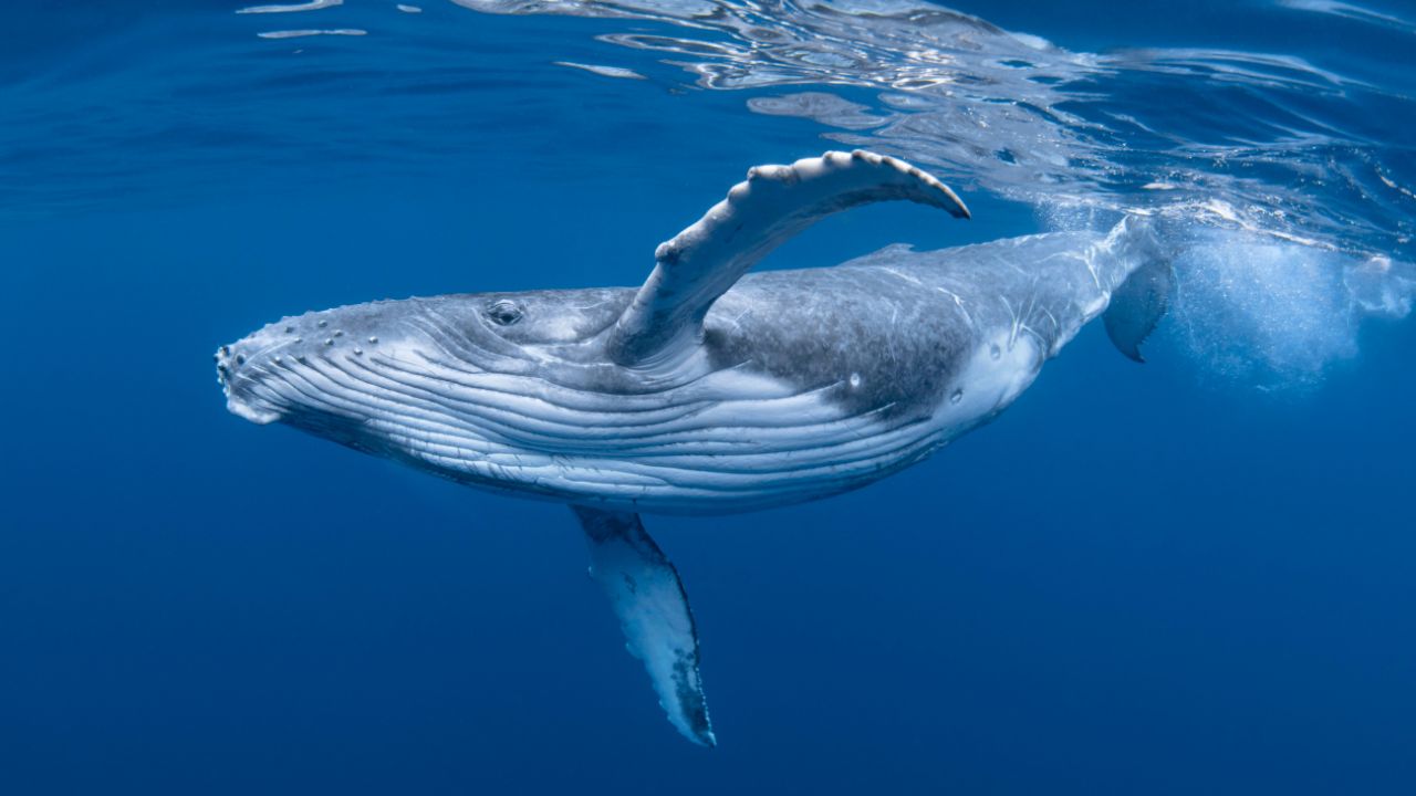 What Eats A Humpback Whale