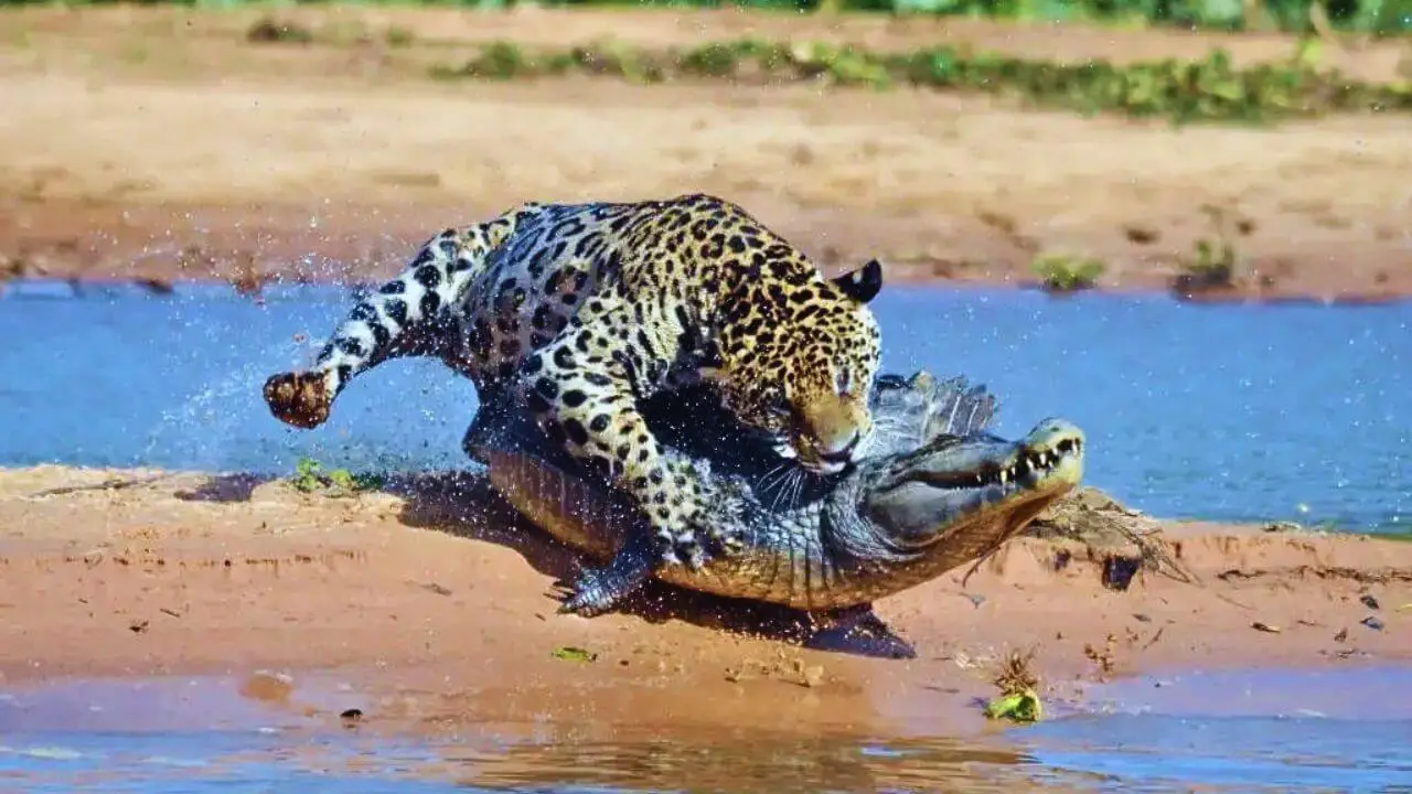 What Eats Crocodiles