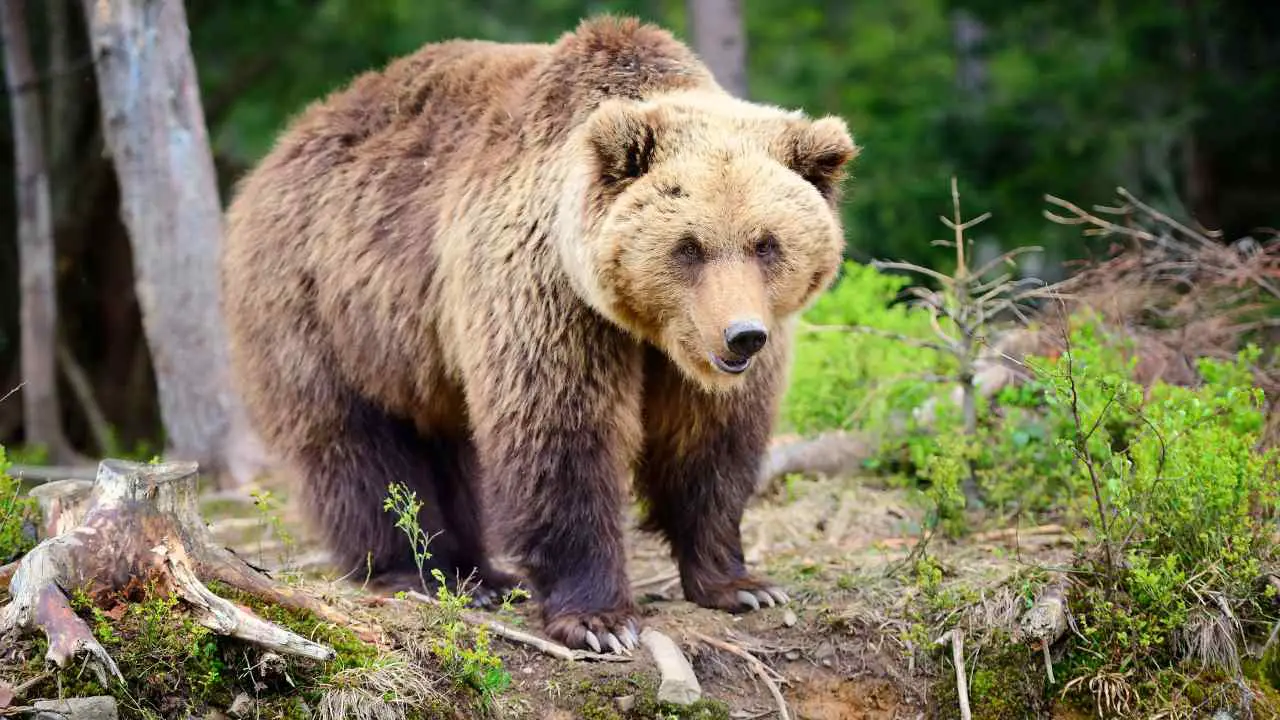 Discover the Biggest Bear in the World: Facts, Records, and Insights ...