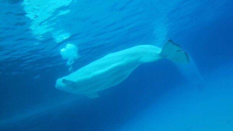 How Much Does A Beluga Whale Weigh? Beluga Whales Weight - Zooologist