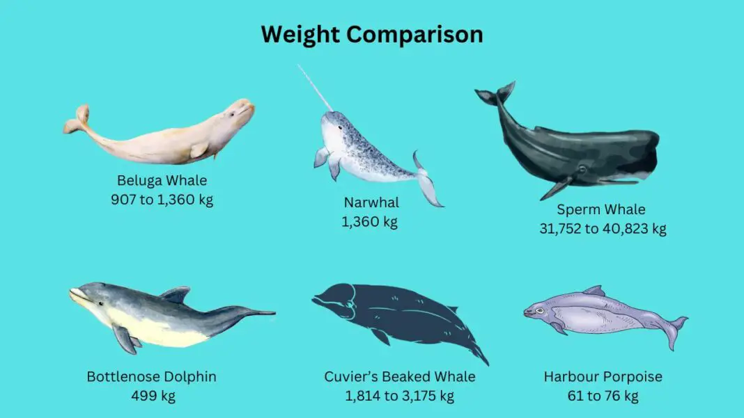 How Much Does A Beluga Whale Weigh? Beluga Whales Weight - Zooologist