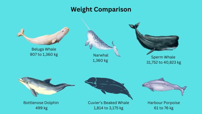 How Much Does A Beluga Whale Weigh? Beluga Whales Weight - Zooologist