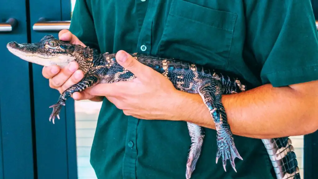 alligator in hand