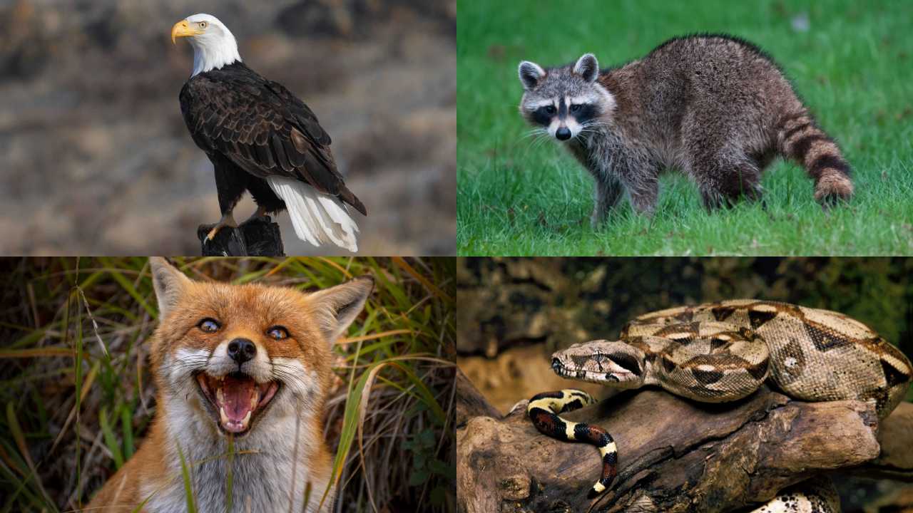 Which Animals Eat Hawks