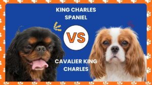 King Charles Spaniel vs Cavalier King Charles