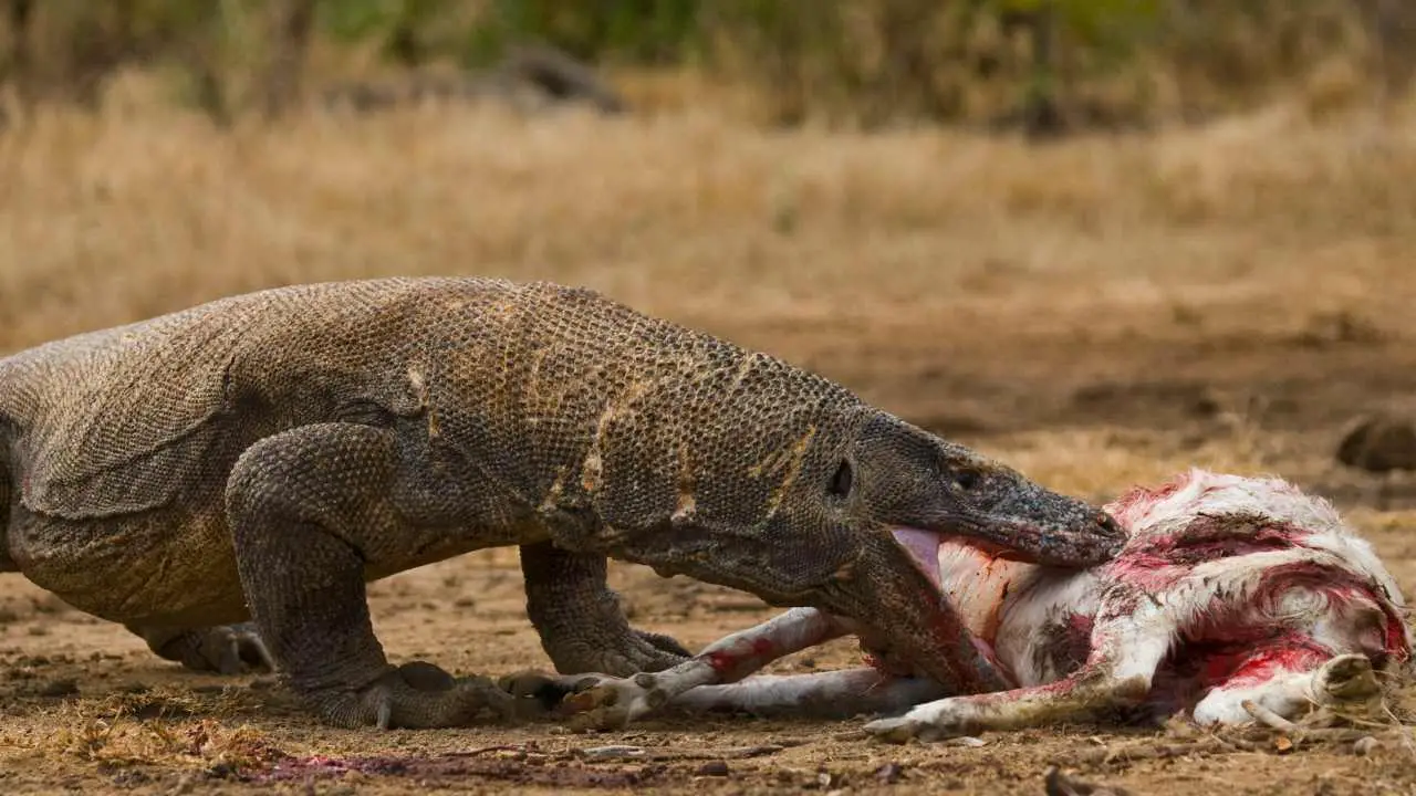 What do Komodo Dragons Eat: A Comprehensive Guide to the Komodo Dragons ...