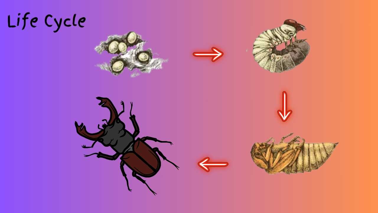 Life cycle of Stag Beetles