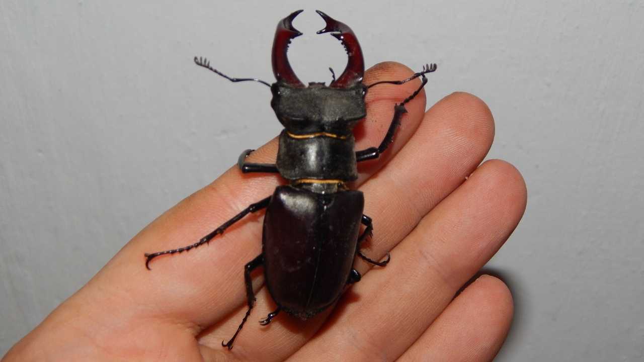 stag beetles dangerous