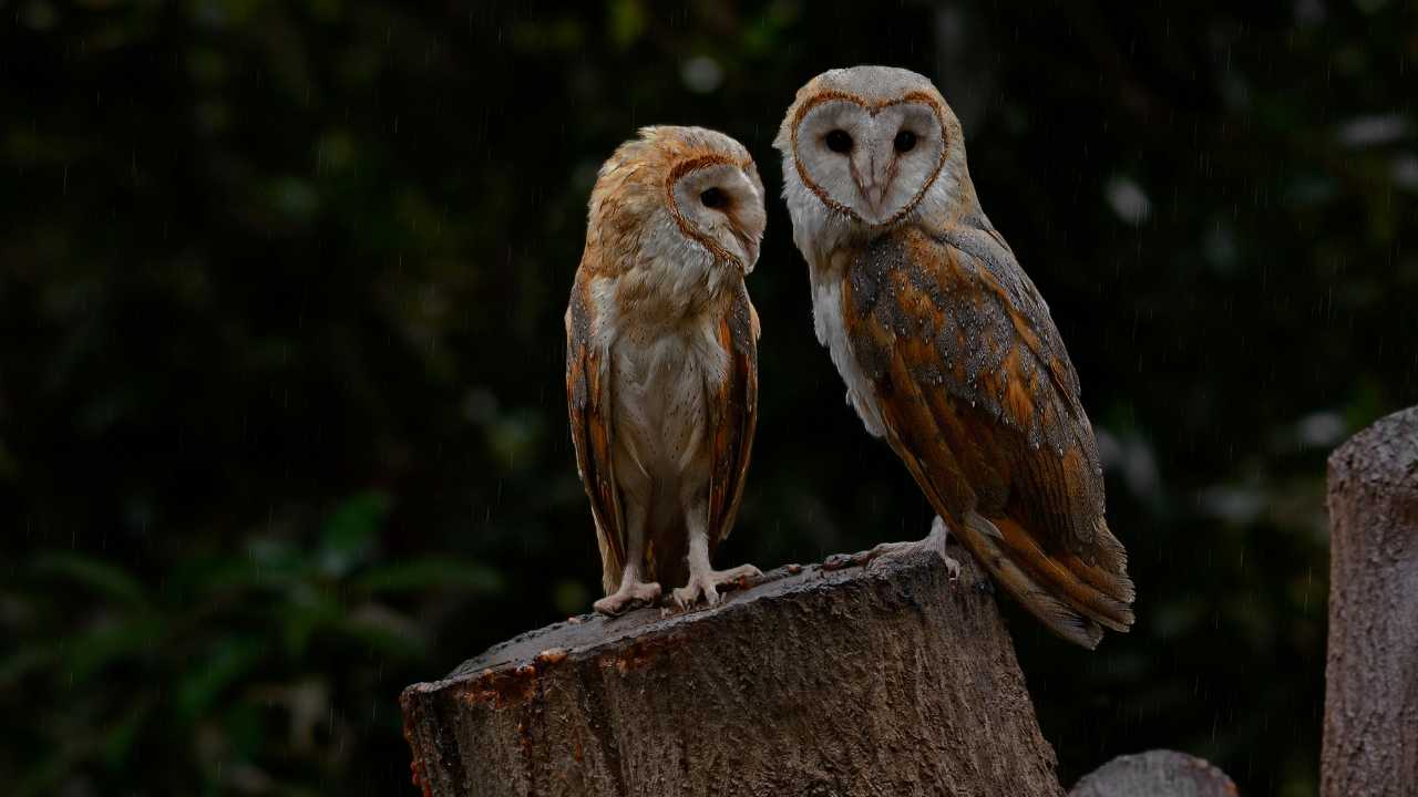 Hawks Afraid of Owls