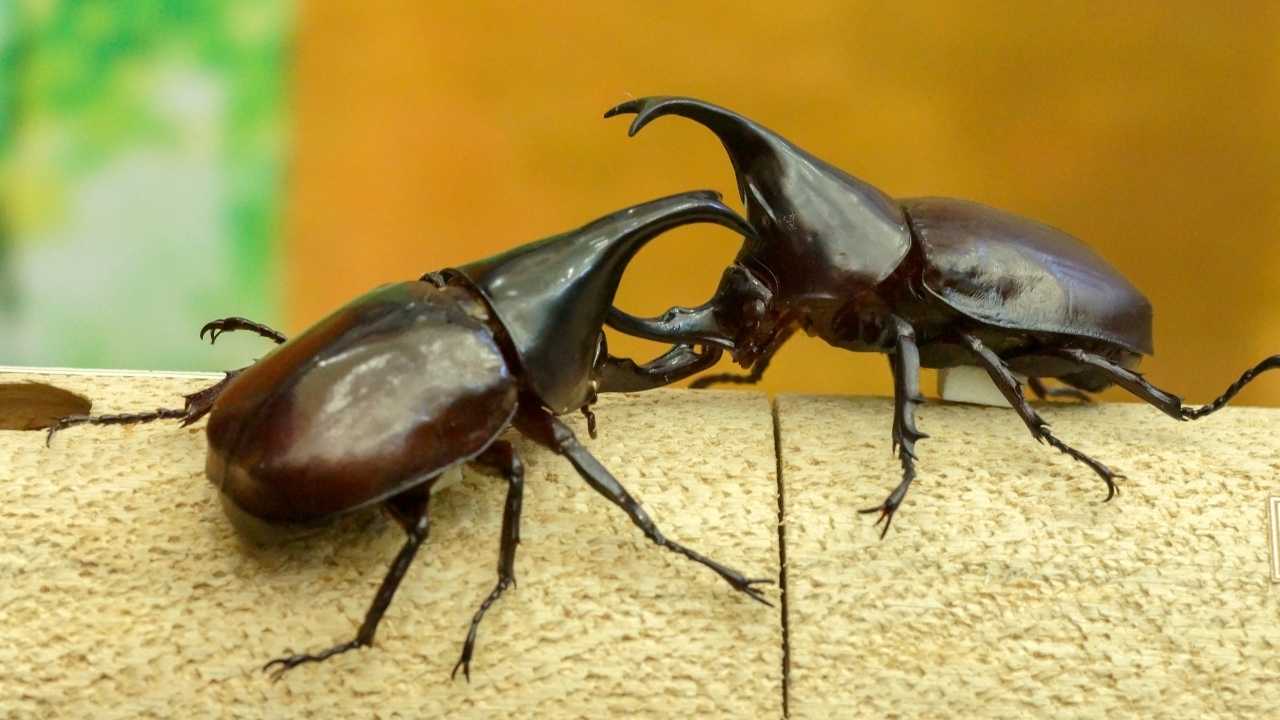 Stag Beetles Endangered