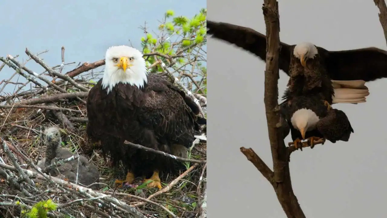 Bald Eagles reproduction