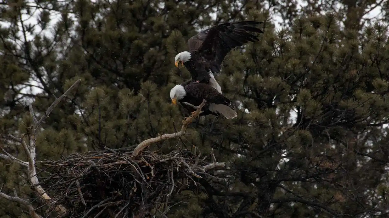 eagles mating
