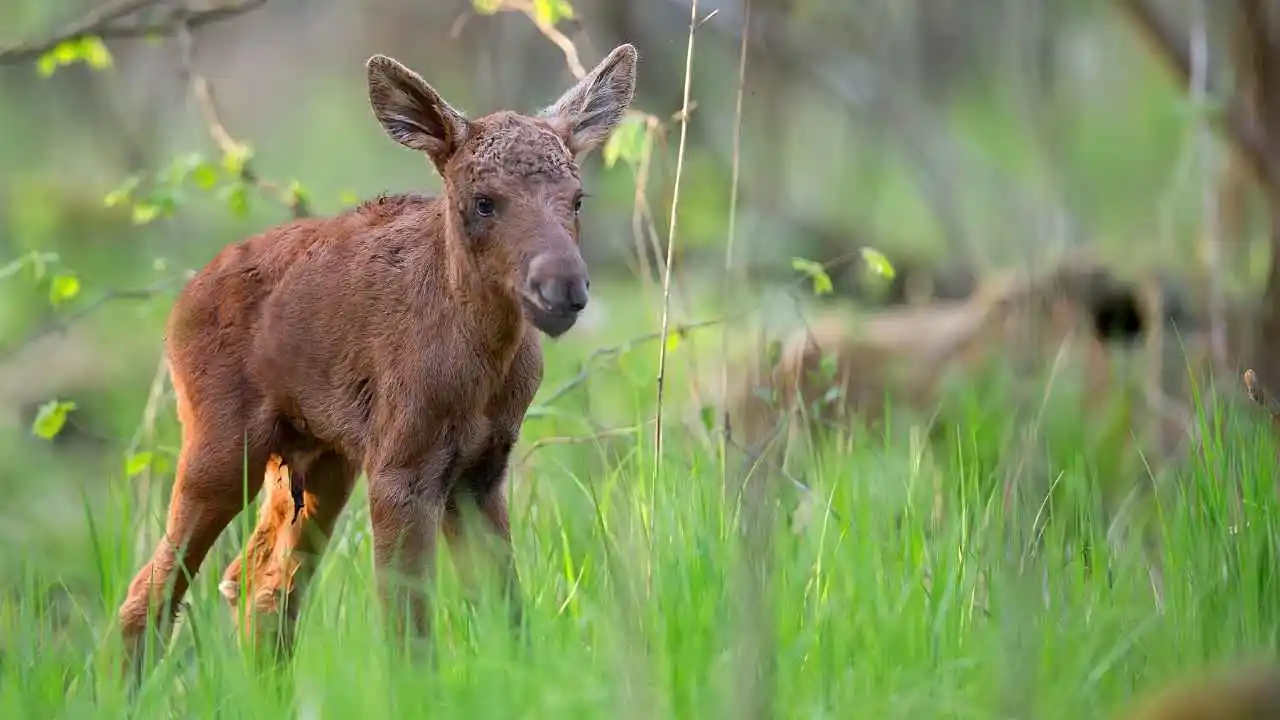 Baby Elk Eat