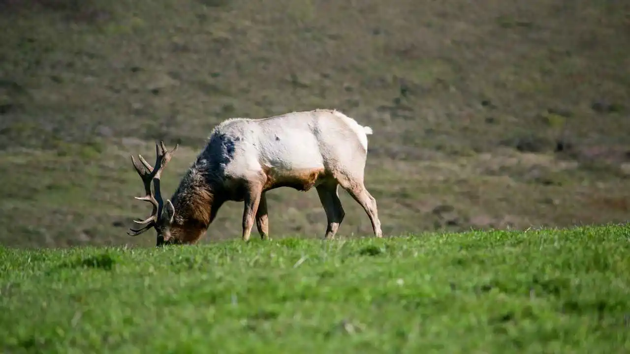 elk eat