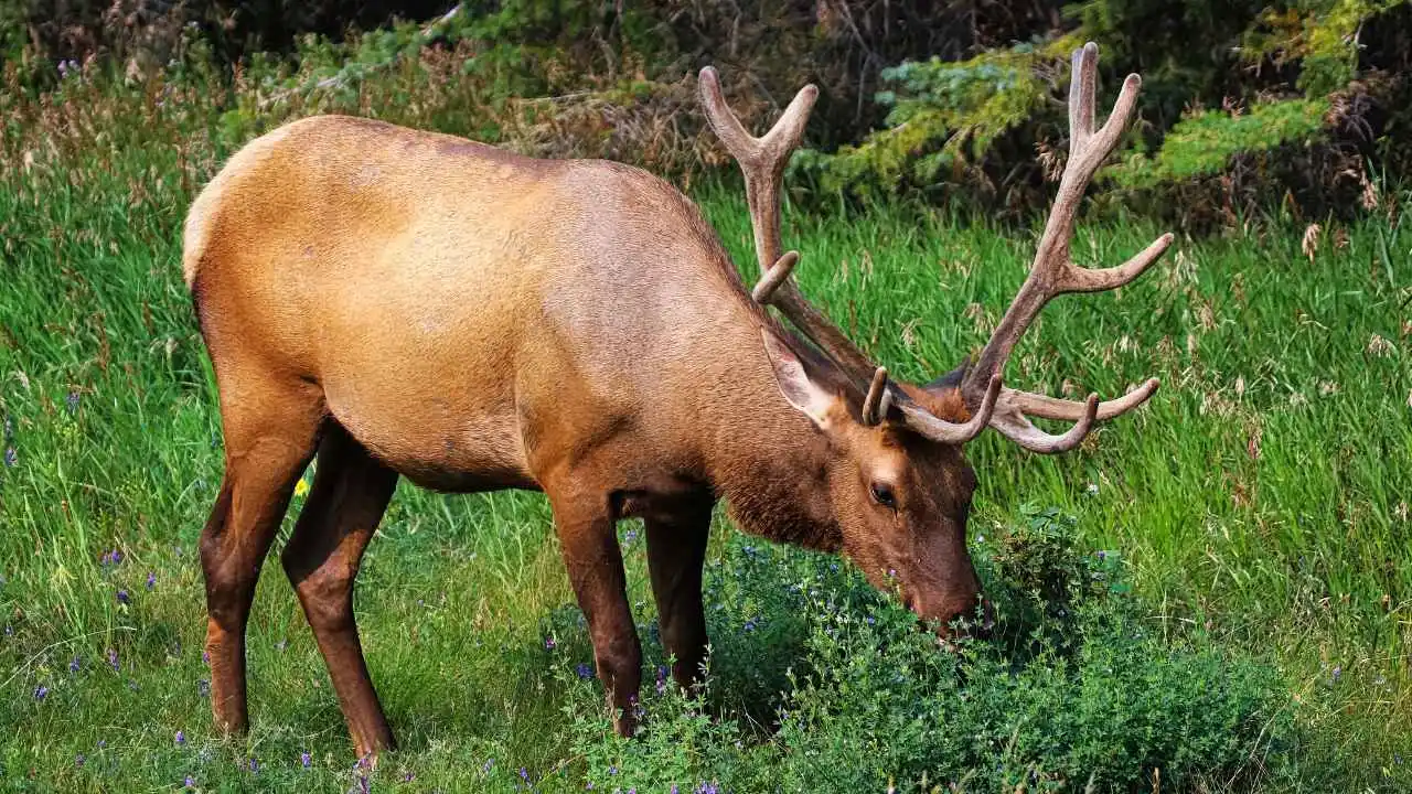 elk's main food source